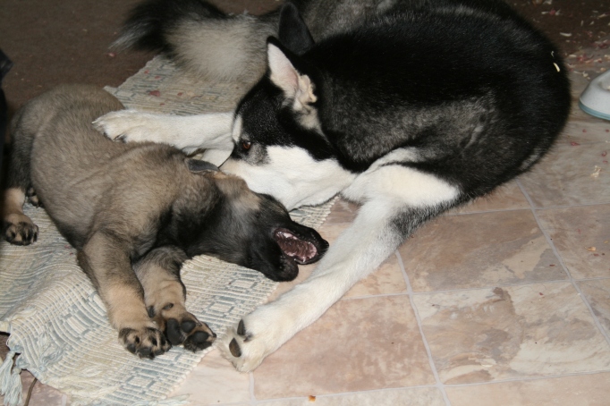 Anana and Qanuk playing; Anana was always very gentle with him until he reached puberty
